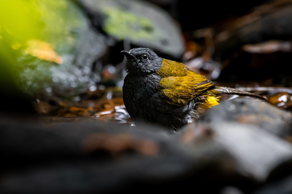 Bulbul Ventrigrís - ML644530038