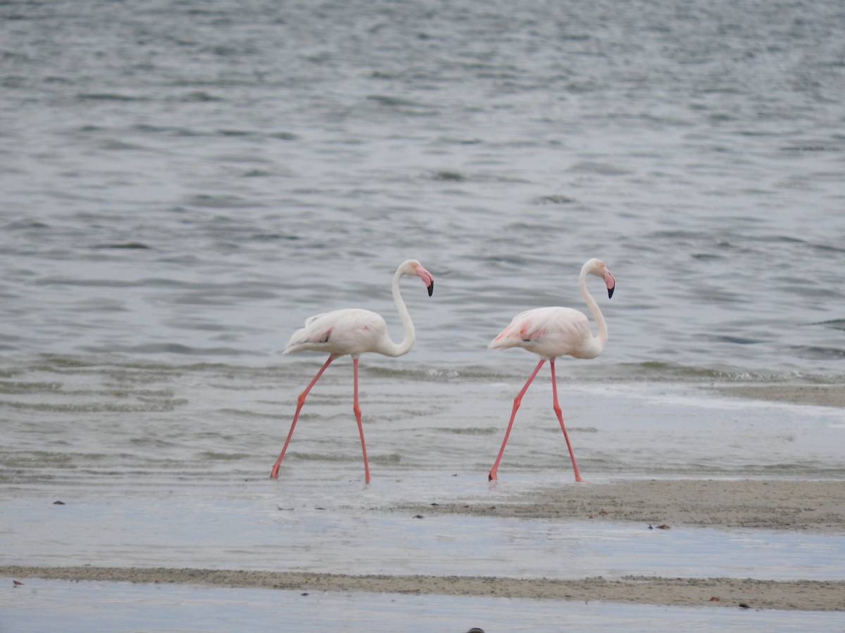 ヨーロッパフラミンゴ - ML644530040