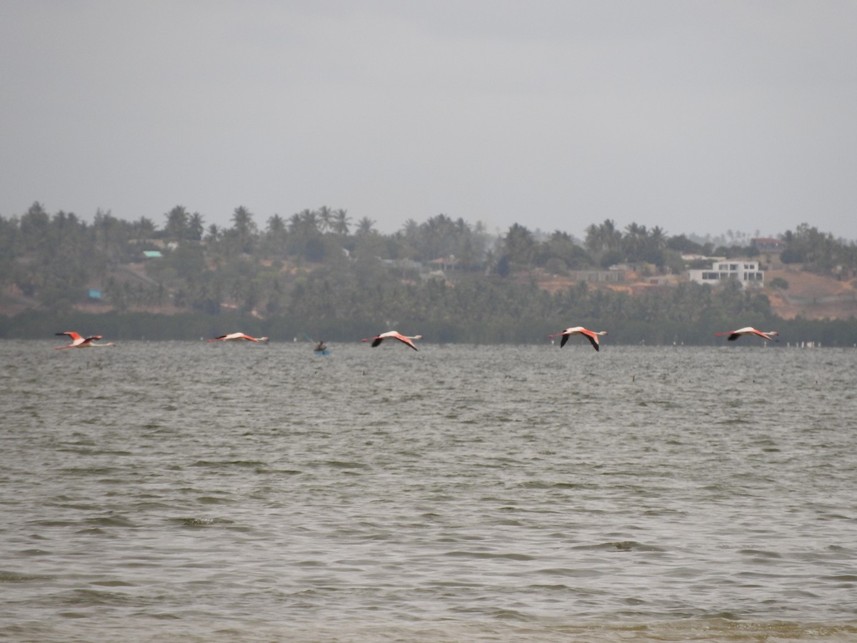 ヨーロッパフラミンゴ - ML644530042