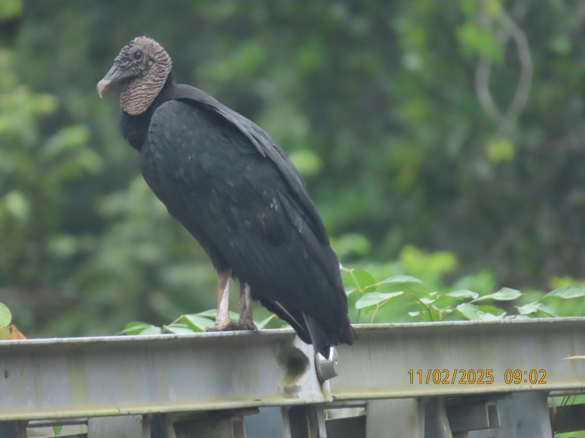 kondor havranovitý - ML644530043