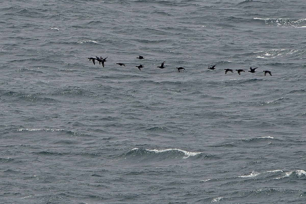 Common Scoter - ML644530049