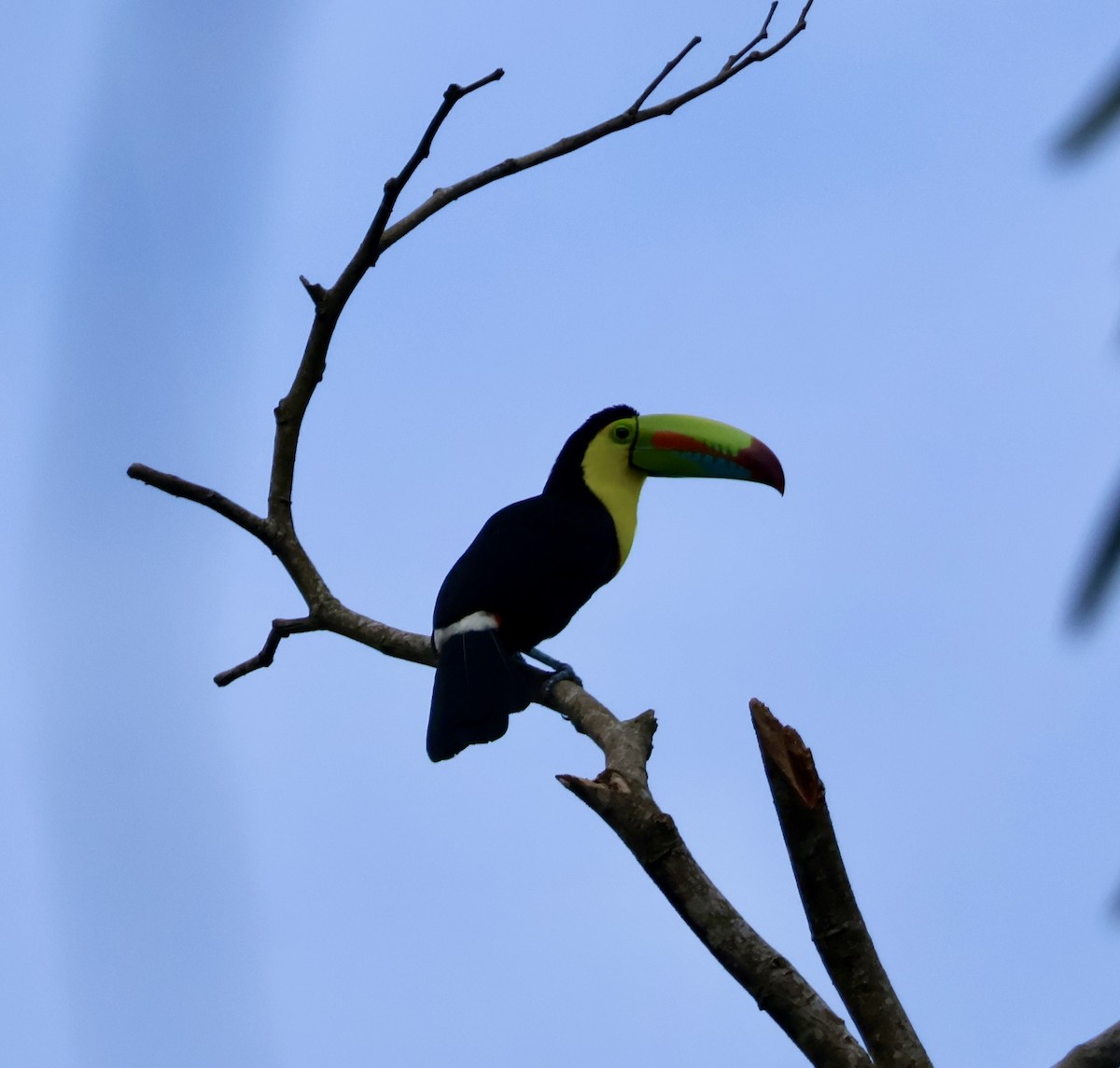 Keel-billed Toucan - ML644530055