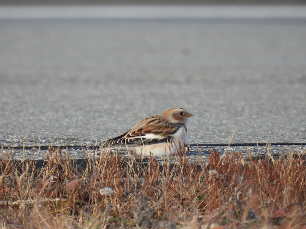 Snow Bunting - ML644530064