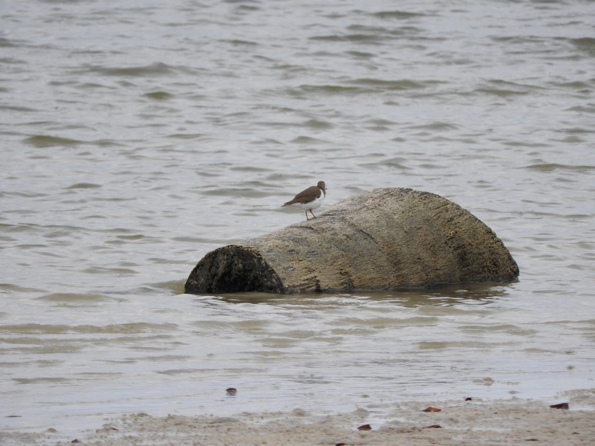 磯鷸 - ML644530071