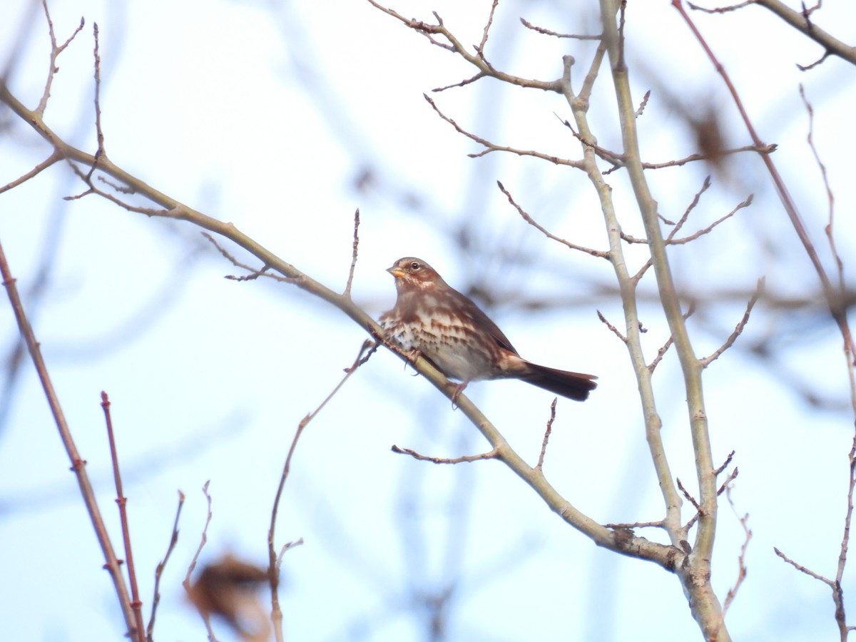 Fox Sparrow - ML644530092