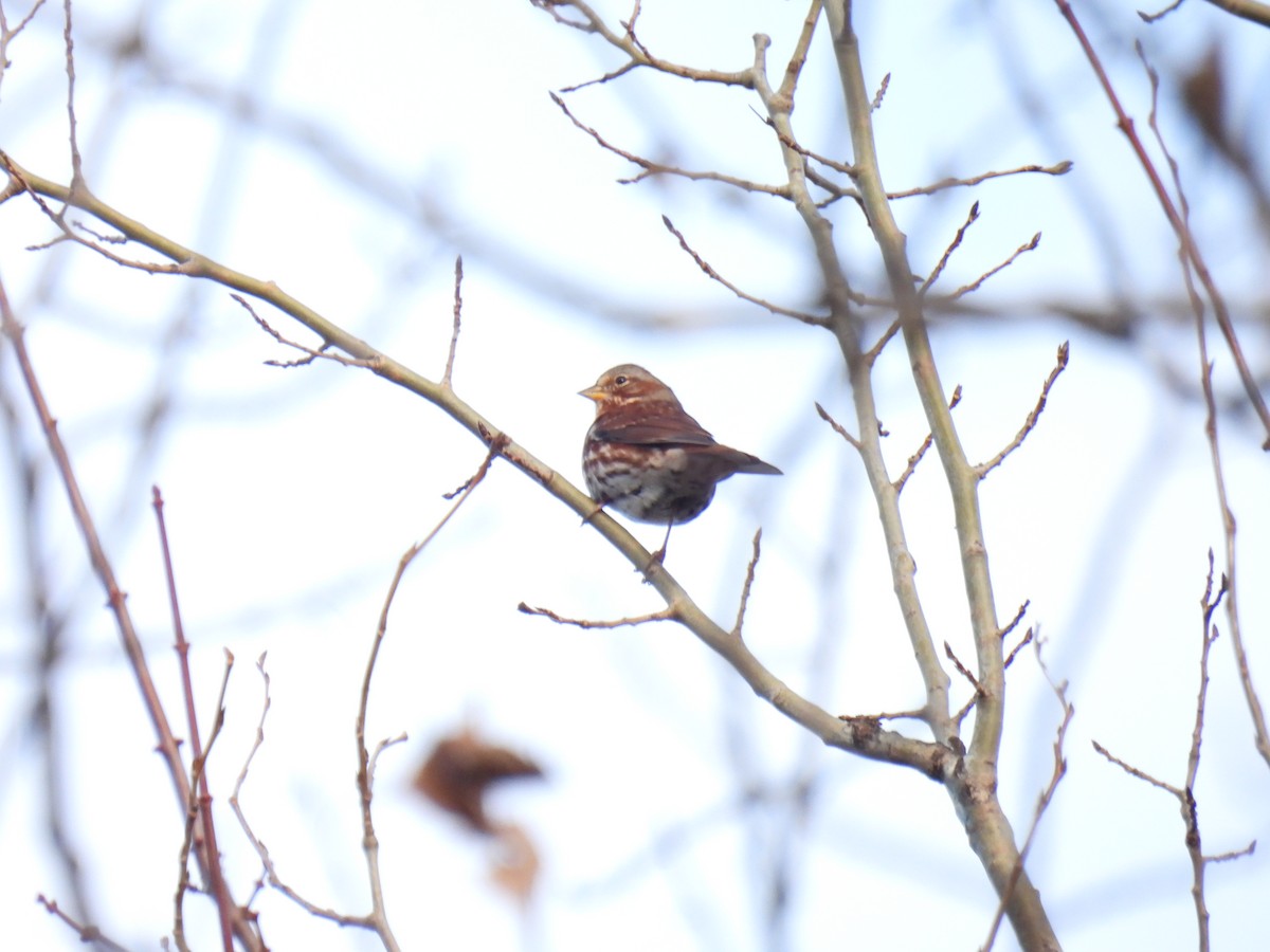 Fox Sparrow - ML644530093