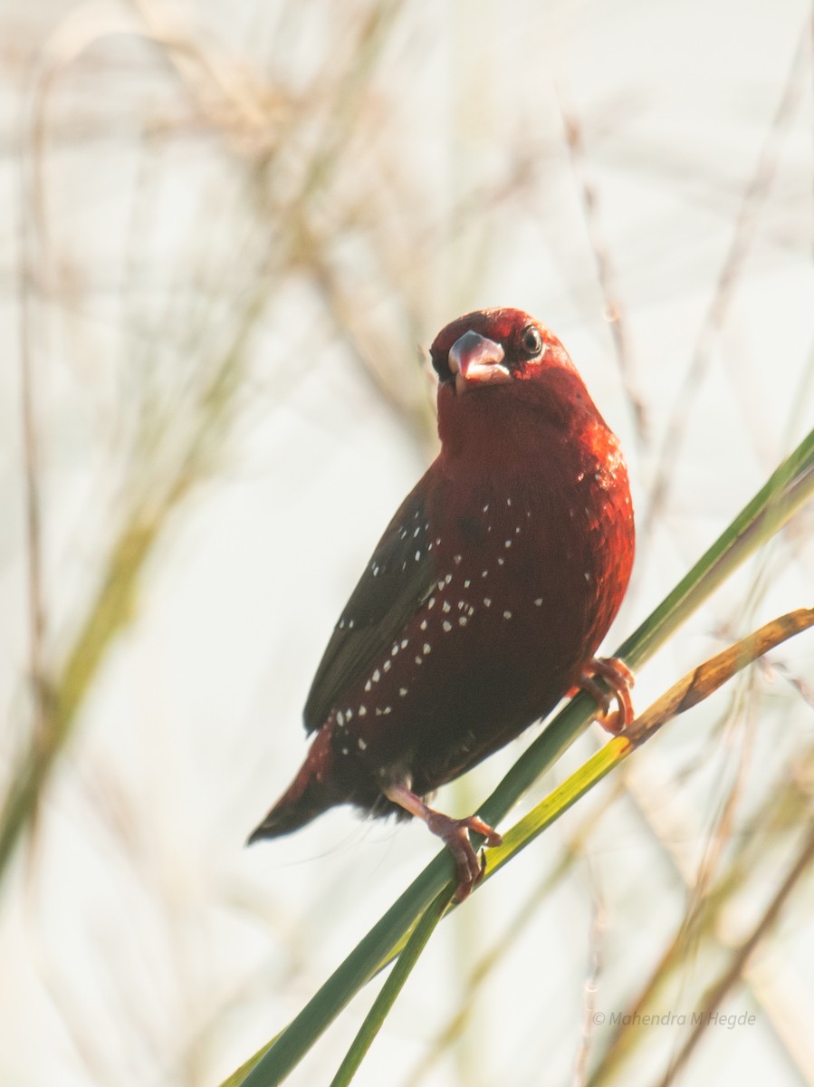 Red Avadavat - ML644530105