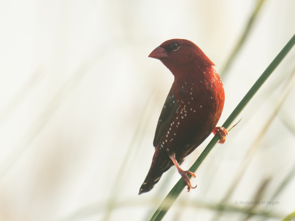 Red Avadavat - ML644530106
