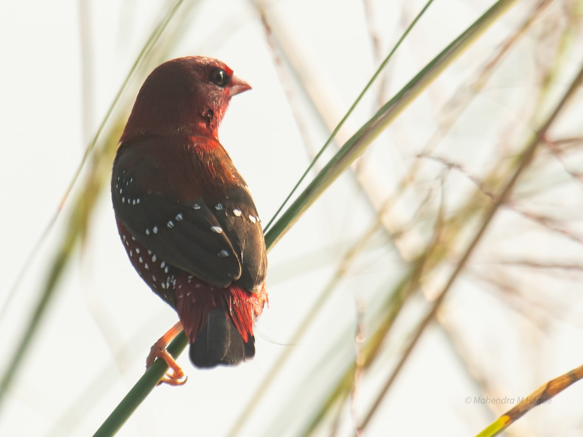 Red Avadavat - ML644530107