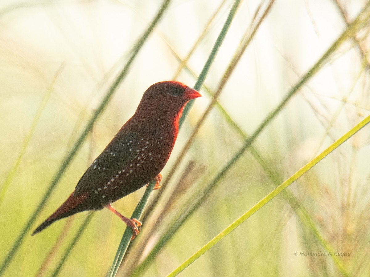 Red Avadavat - ML644530108