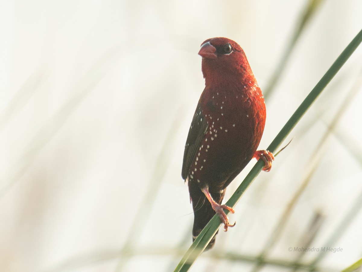 Red Avadavat - ML644530109