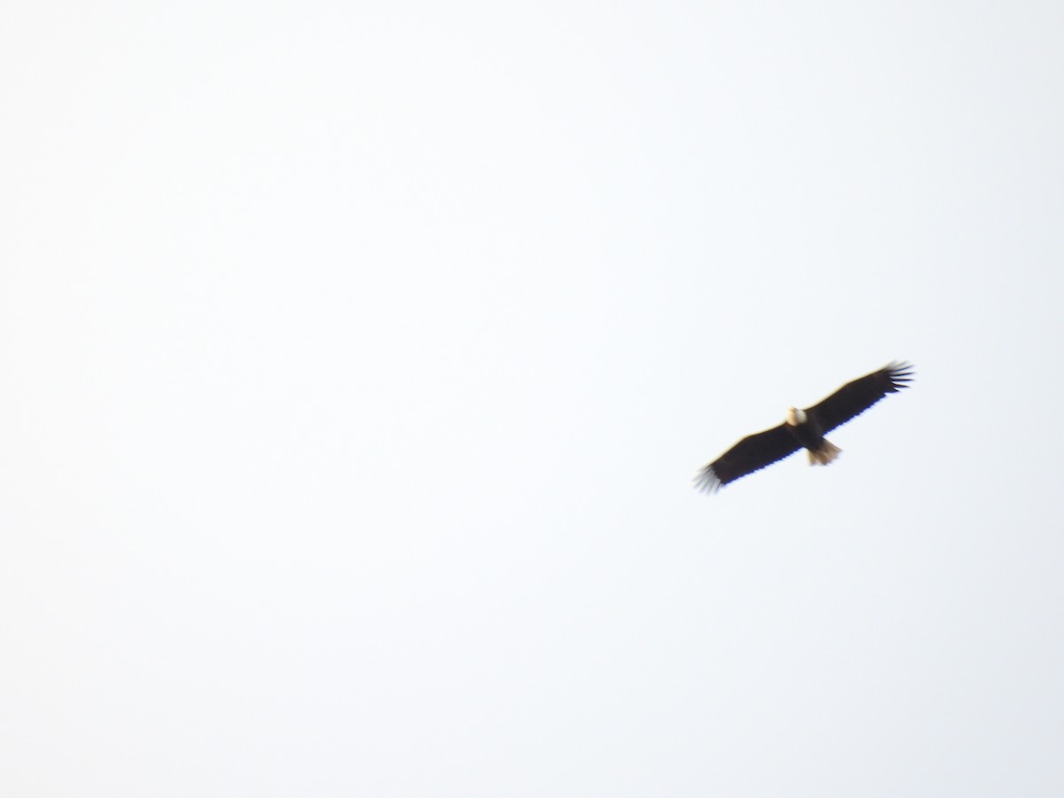 Bald Eagle - ML644530111