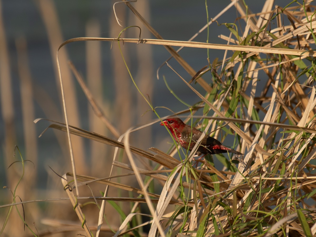 Red Avadavat - ML644530113