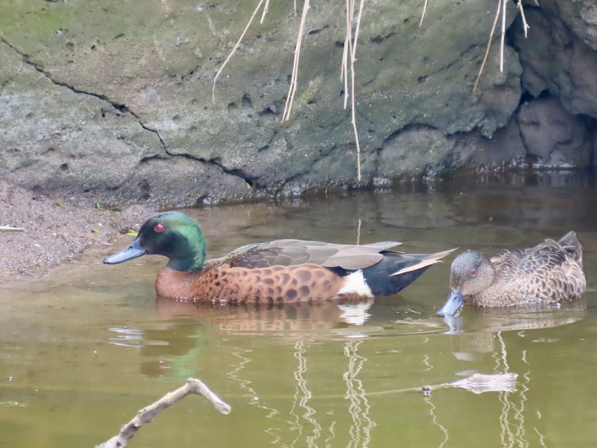 Kastanienente - ML644530114