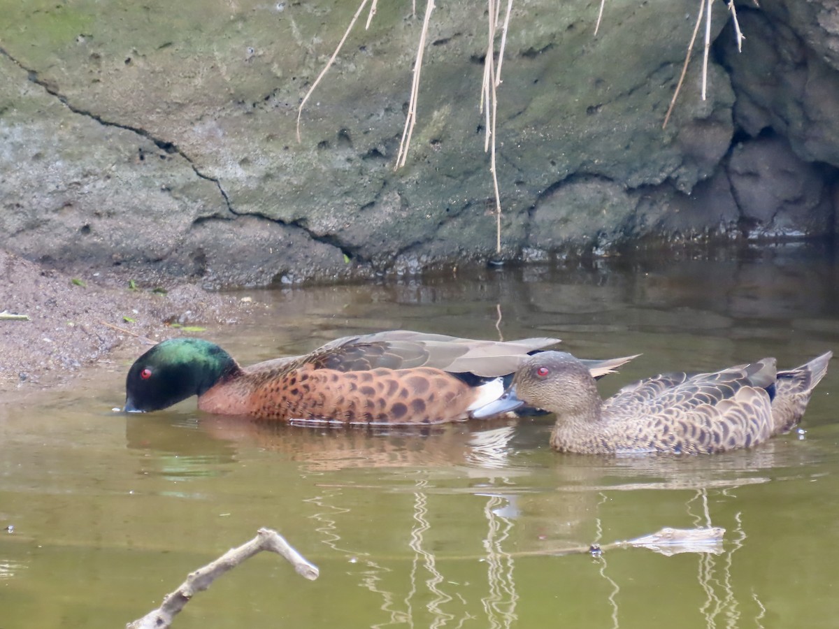 Kastanienente - ML644530115