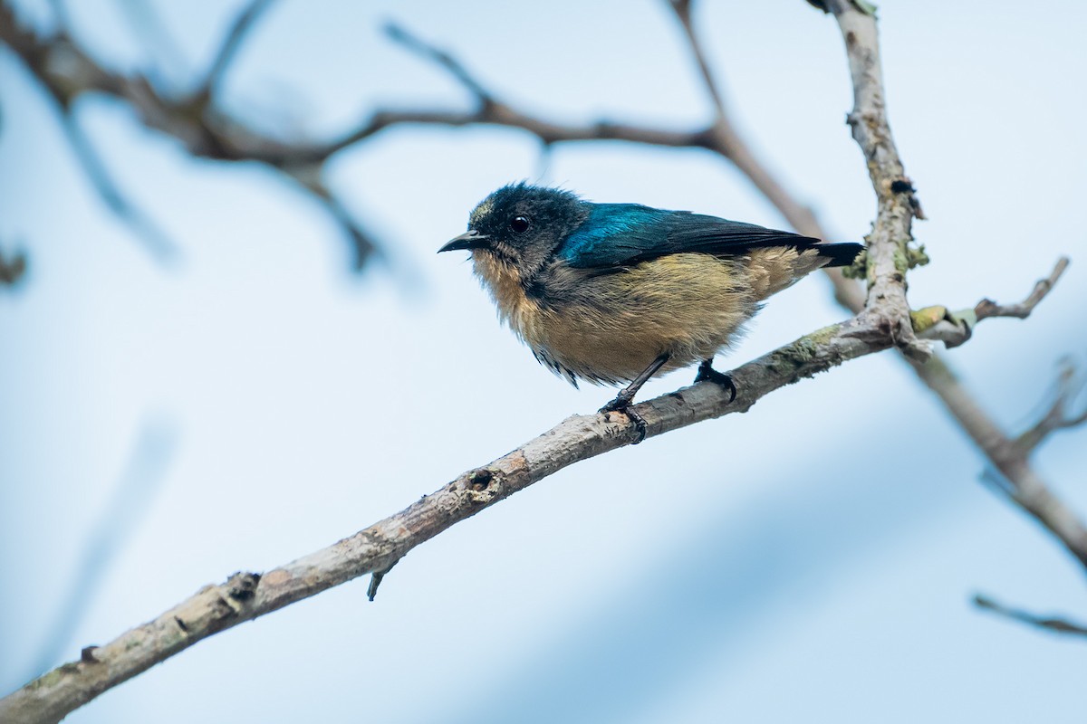 Picaflores de Camboya - ML644530122