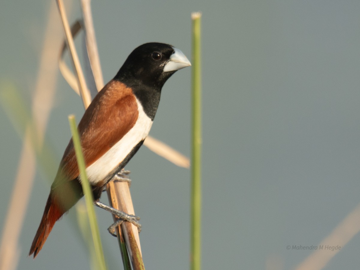Tricolored Munia - ML644530124