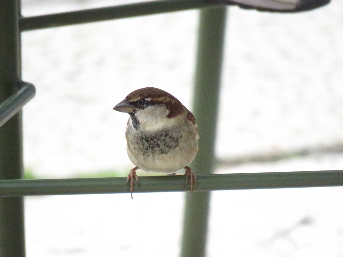 Passera d'Italia - ML644530125