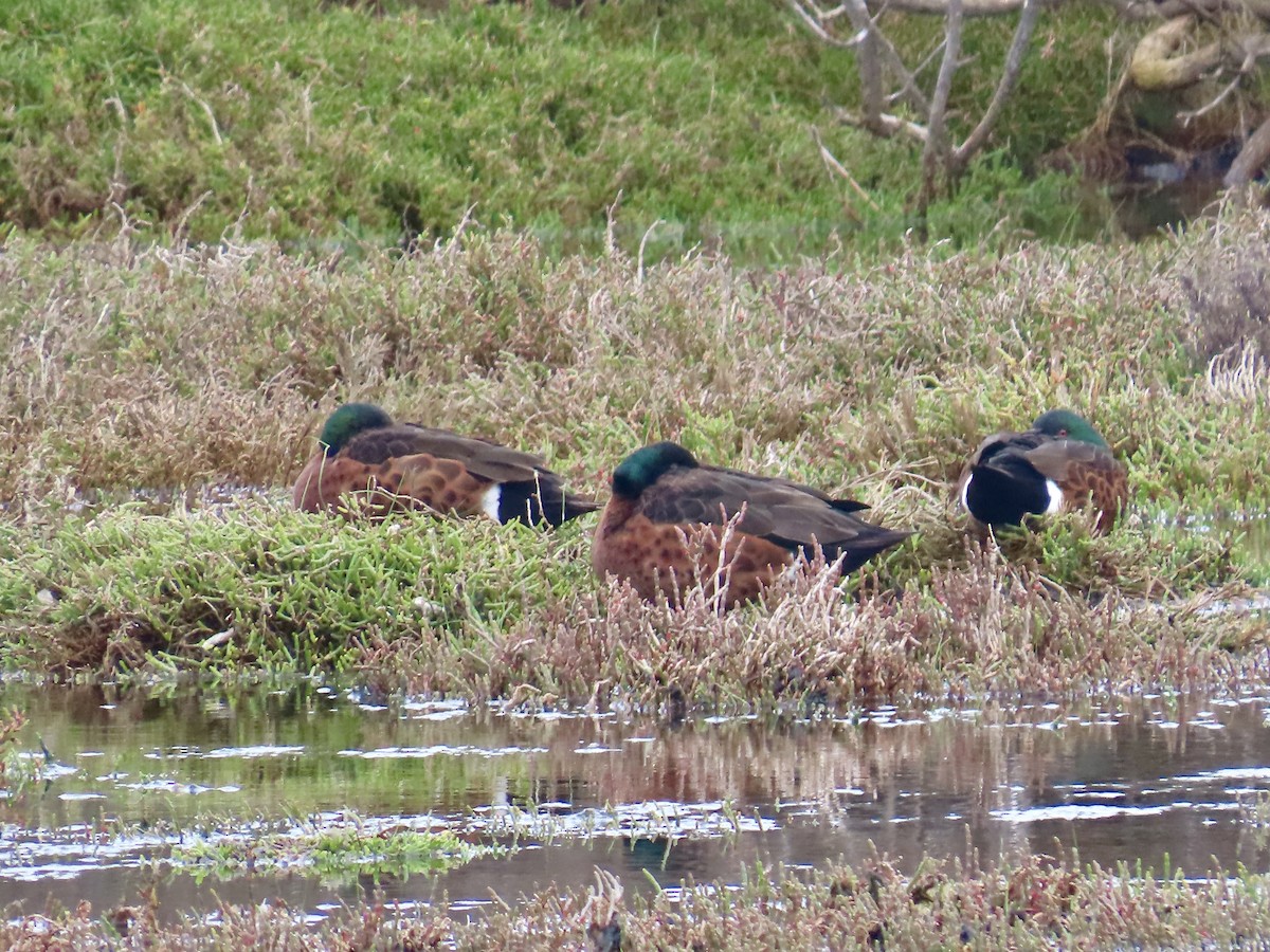 Kastanienente - ML644530126