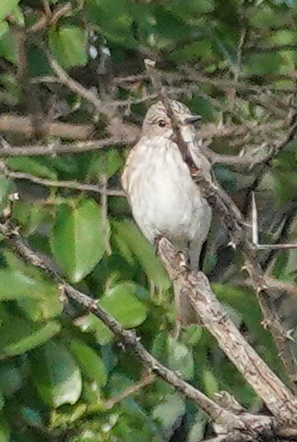 Spotted Flycatcher (Spotted) - ML644530129
