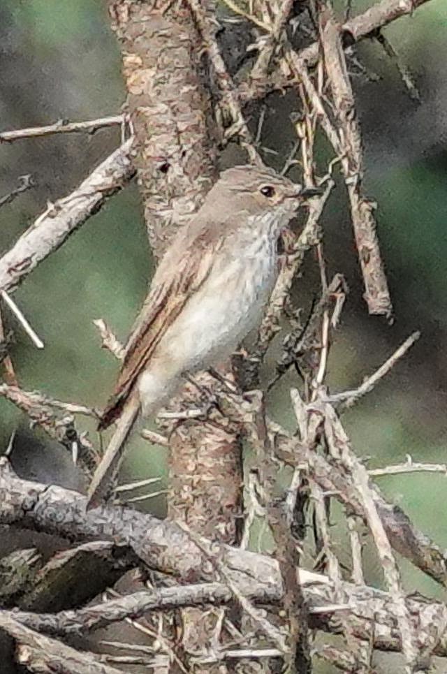 Spotted Flycatcher (Spotted) - ML644530130
