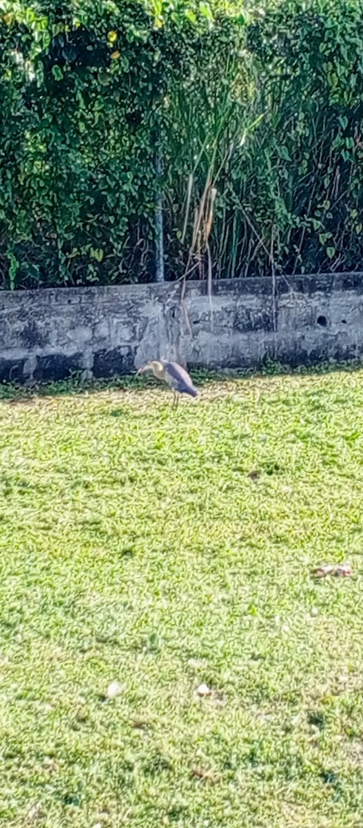 キムネゴイ - ML644530136