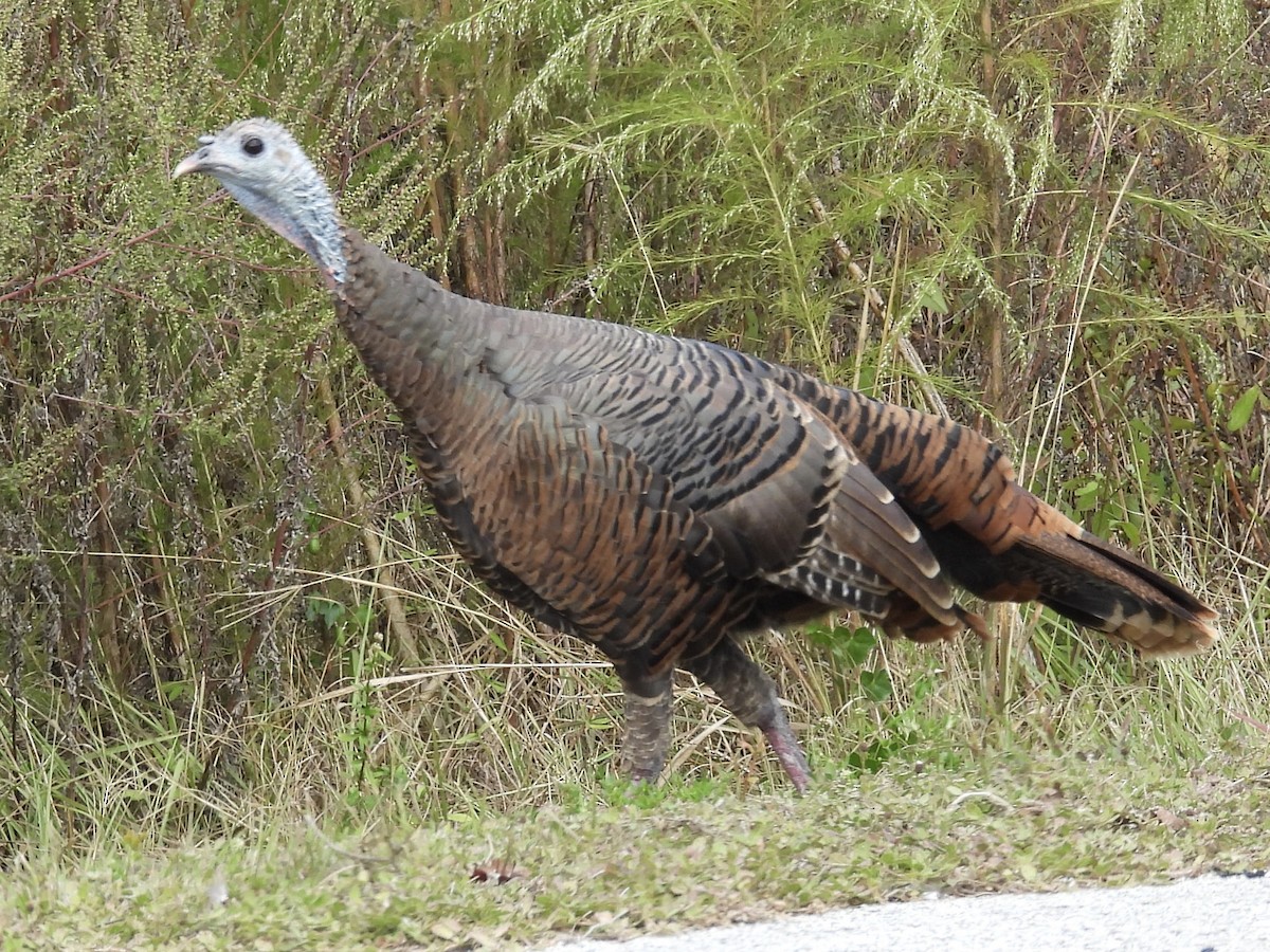 krocan divoký - ML644530138