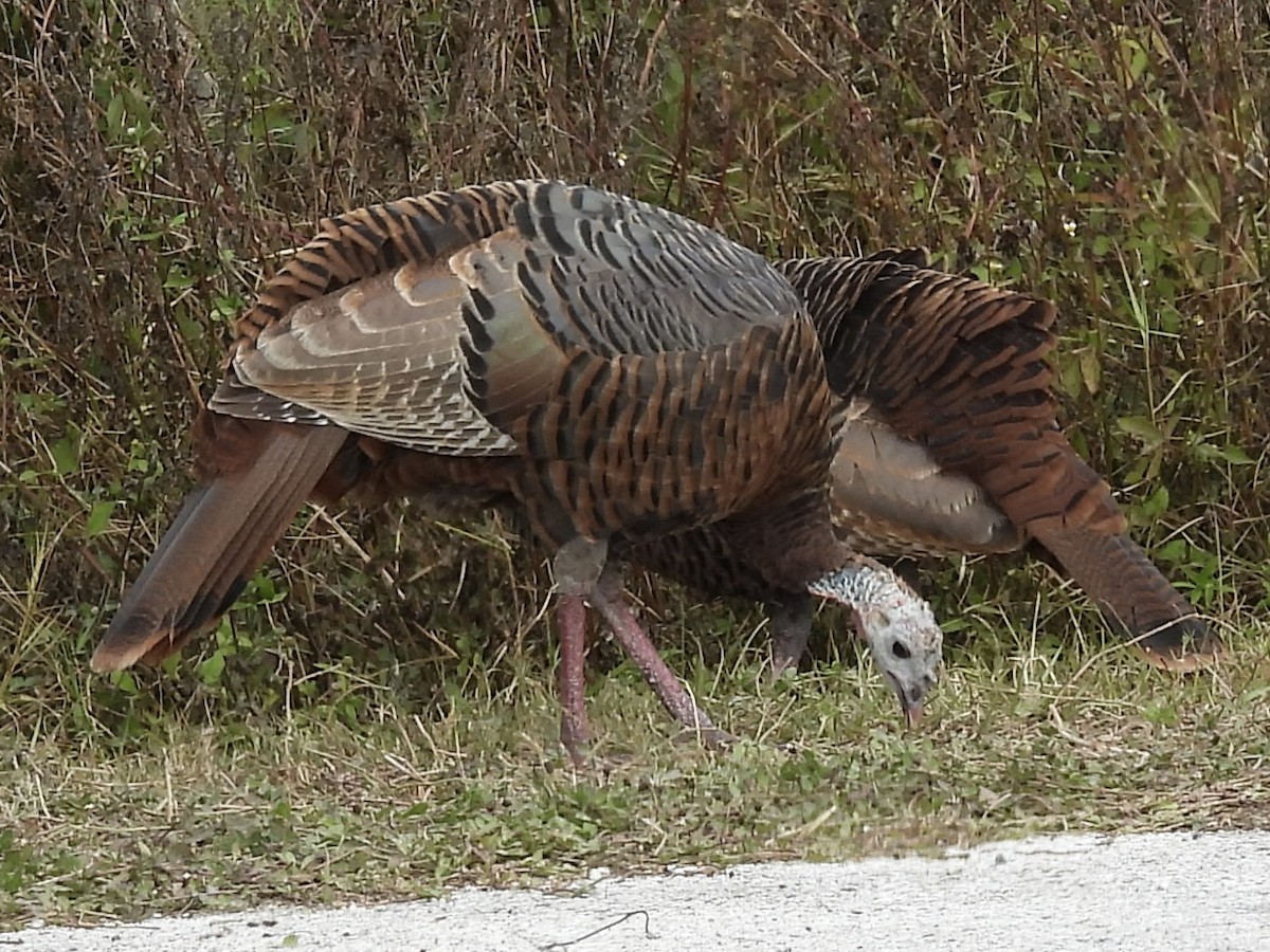 krocan divoký - ML644530139