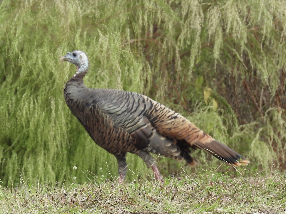 krocan divoký - ML644530140