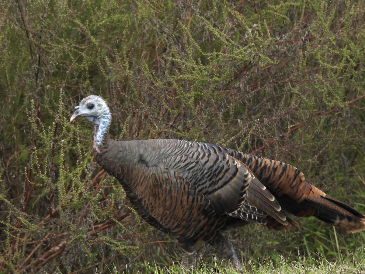 krocan divoký - ML644530141