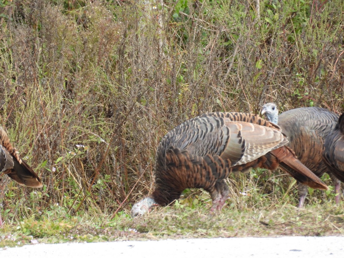 krocan divoký - ML644530143