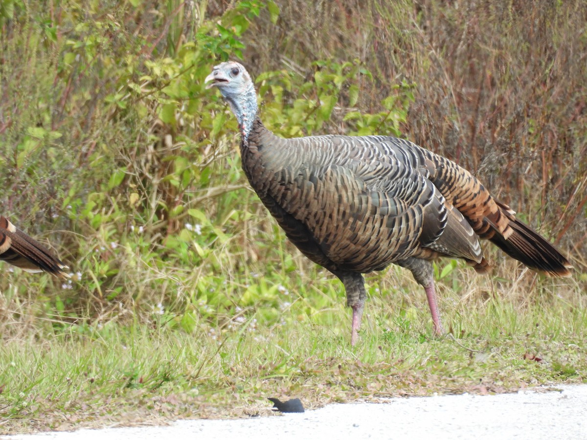 krocan divoký - ML644530144