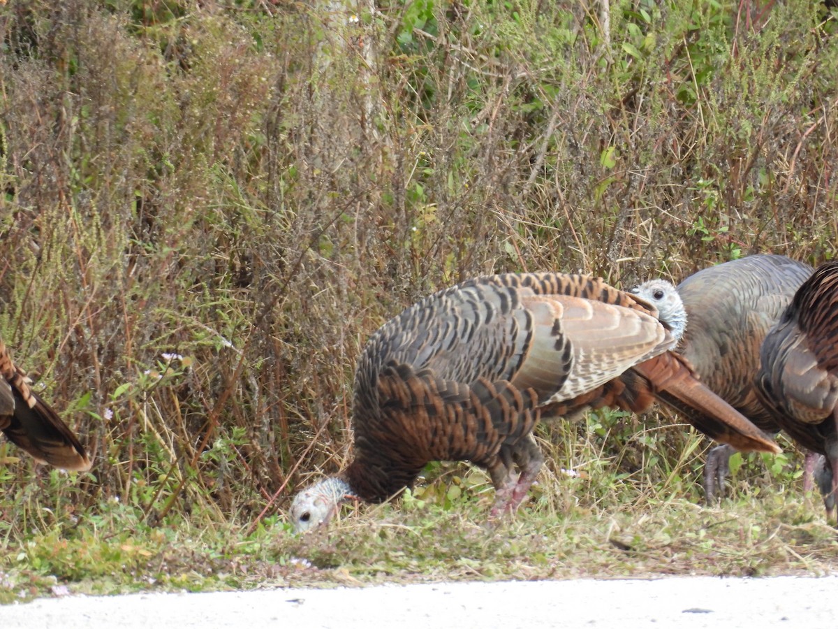 krocan divoký - ML644530145