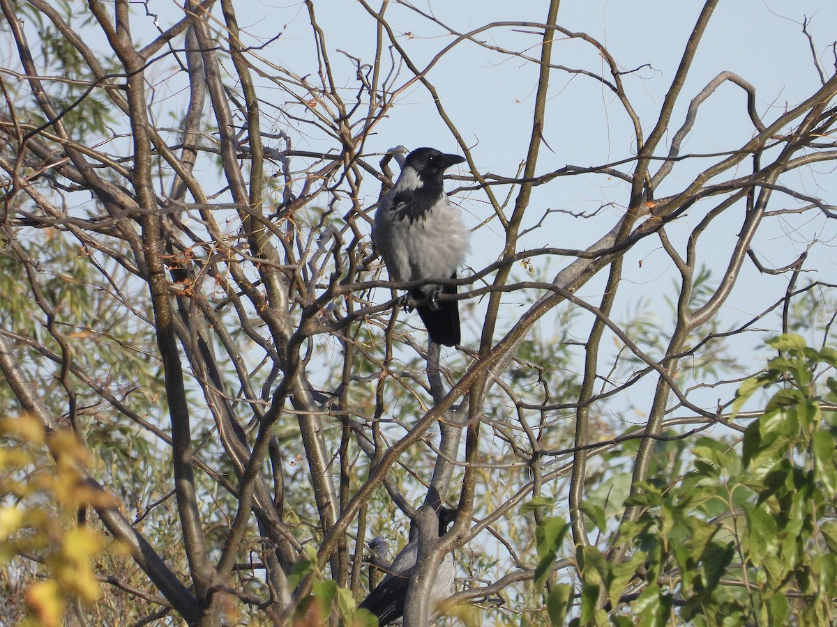 Hooded Crow - ML644530146