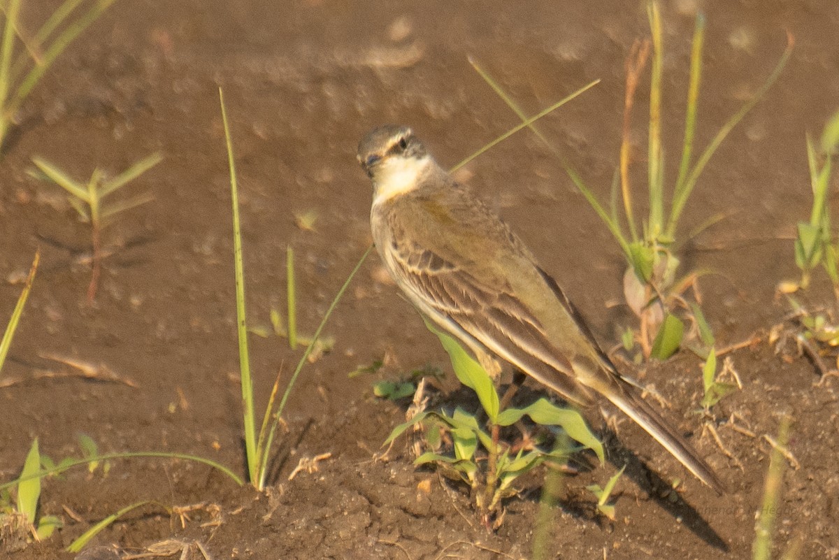Western Yellow Wagtail - ML644530147