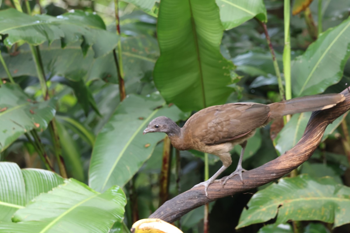 gråhodehokko - ML644530148