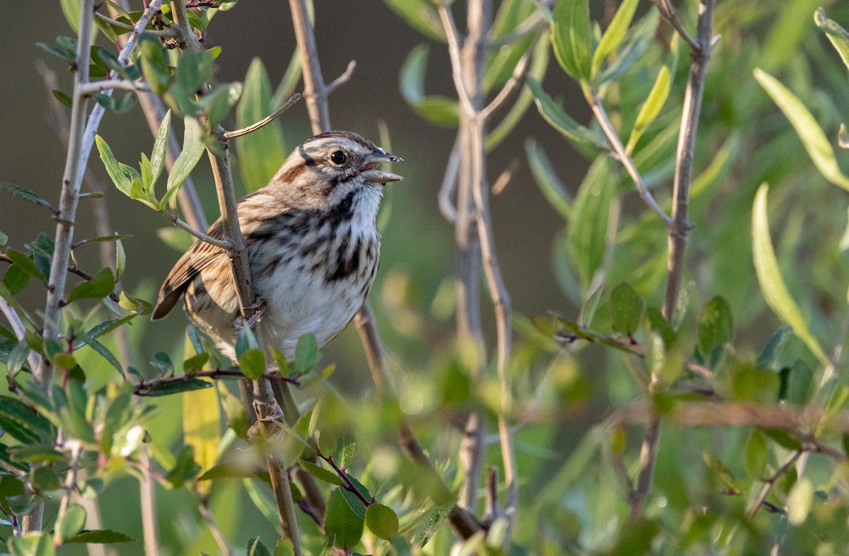 Song Sparrow - ML644530151