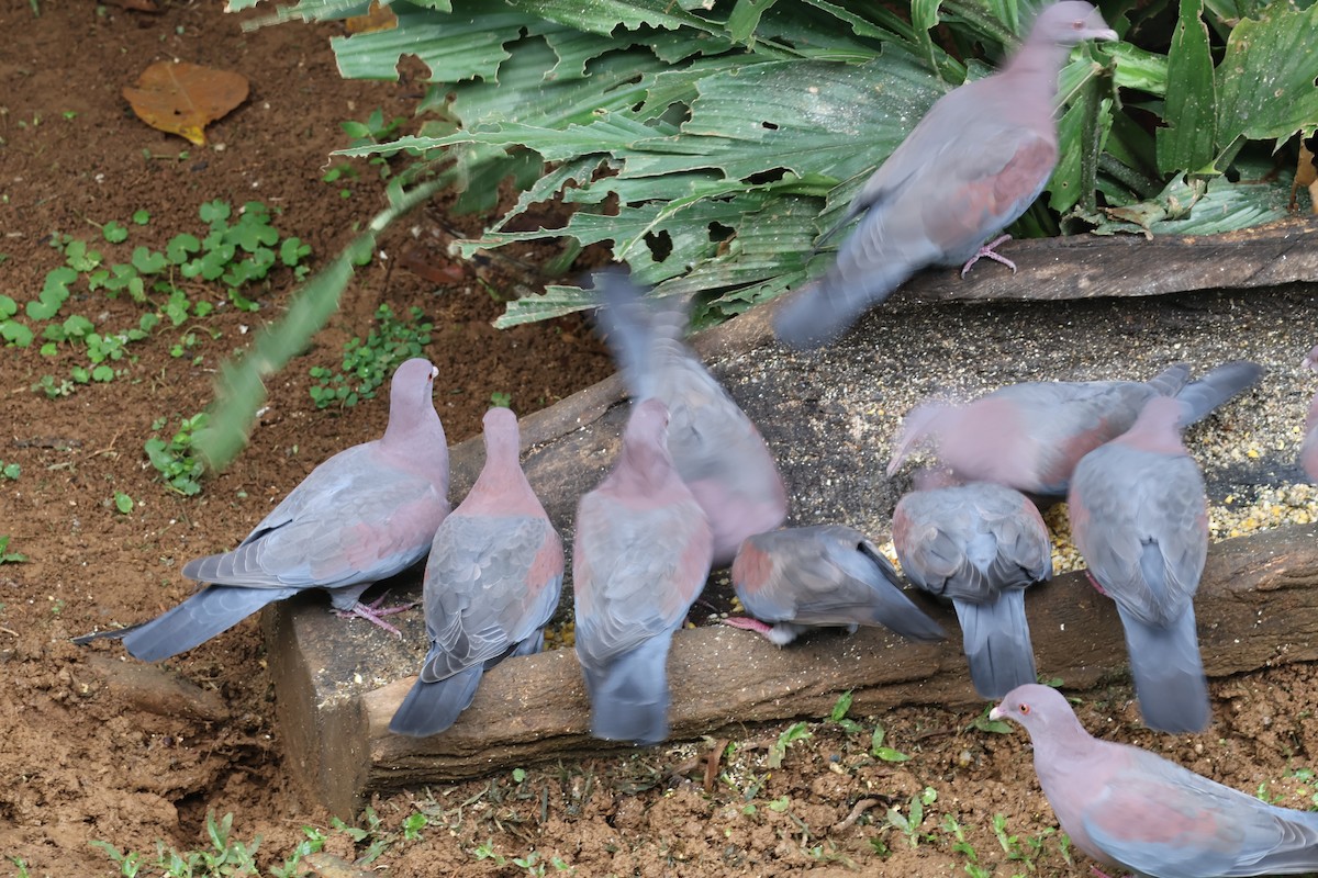 Sarı Gagalı Kızılca Güvercin - ML644530155