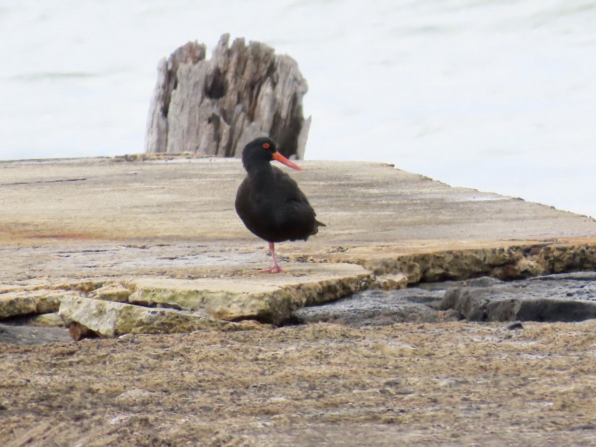 オーストラリアクロミヤコドリ - ML644530156