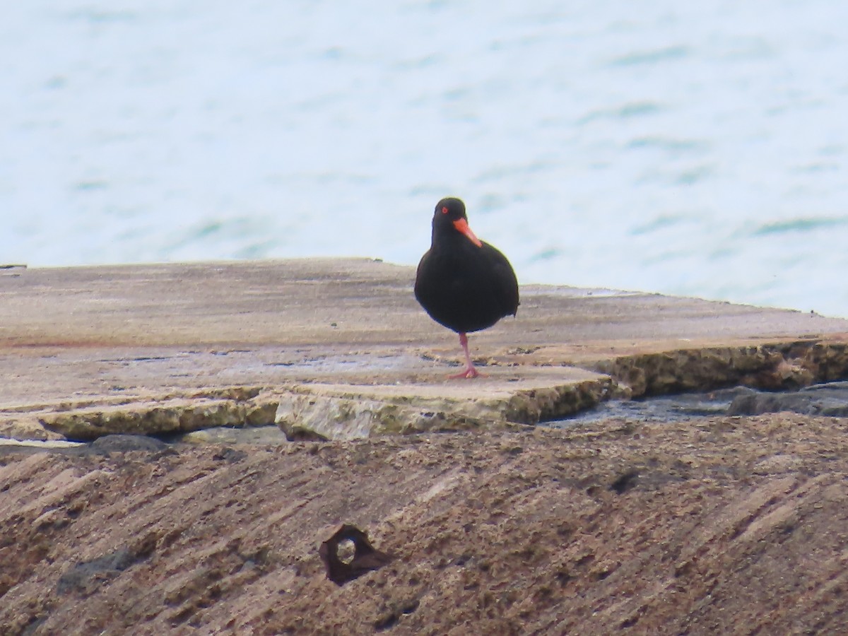 オーストラリアクロミヤコドリ - ML644530157