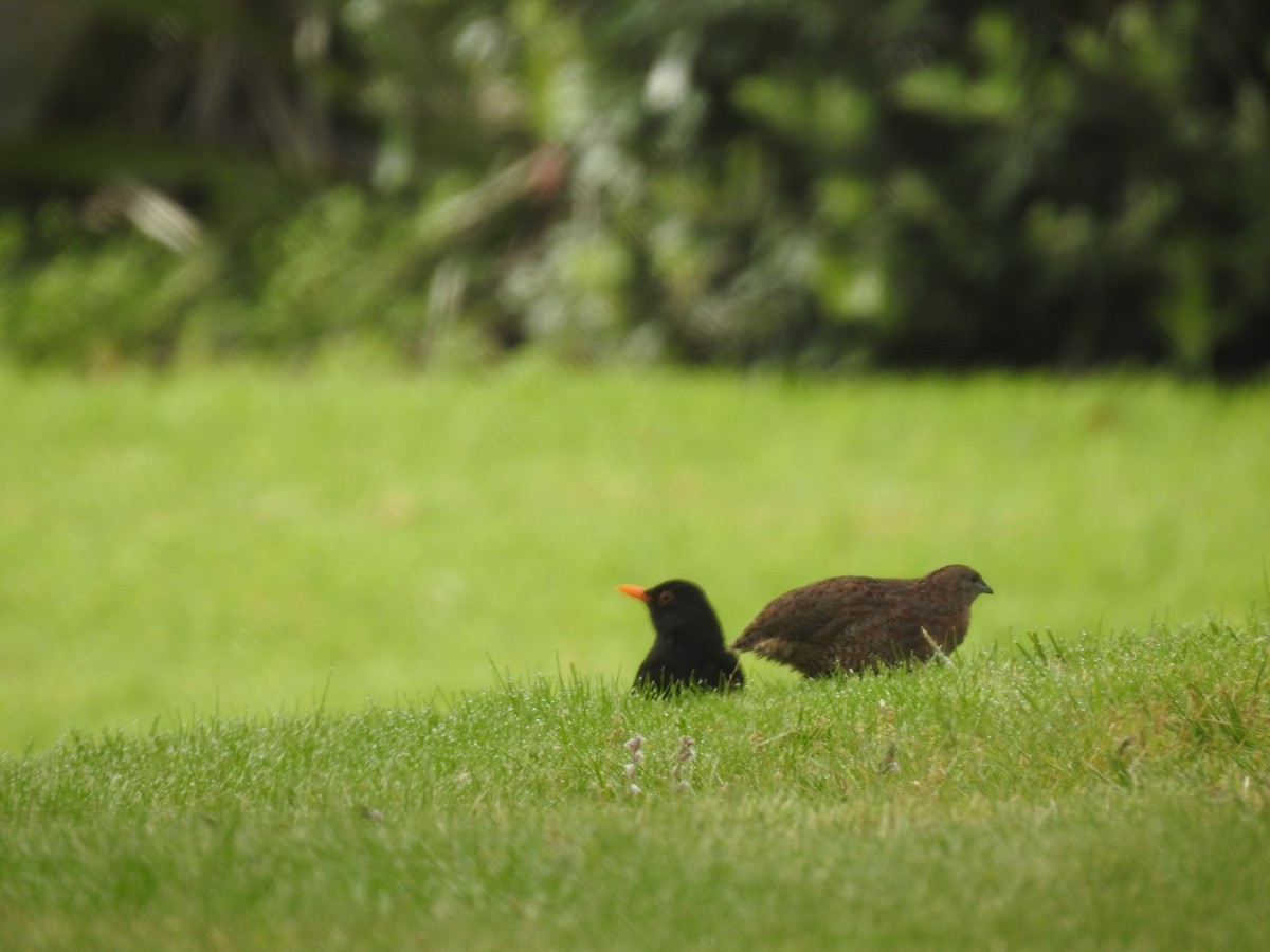 Перепілка бура - ML644530160