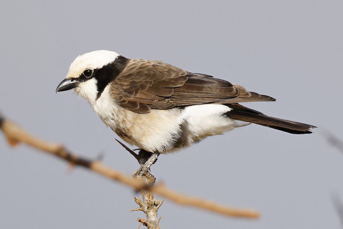 White-rumped Shrike - ML644530161
