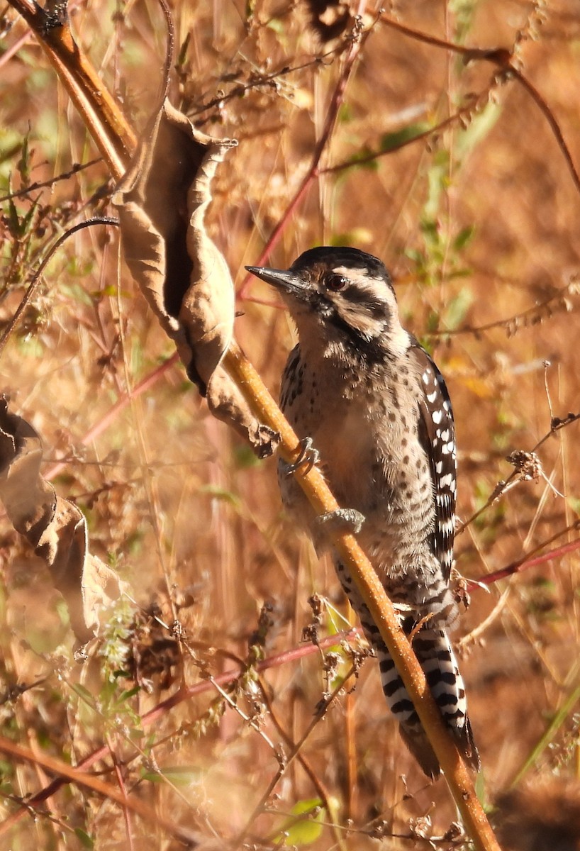 leiderspett - ML644530166