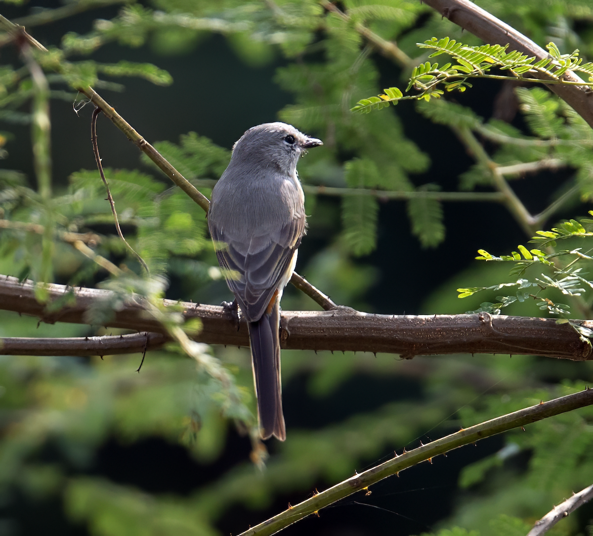 Zwergmennigvogel - ML644530168