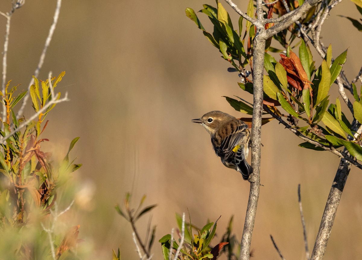 Yellow-rumped Warbler - ML644530171