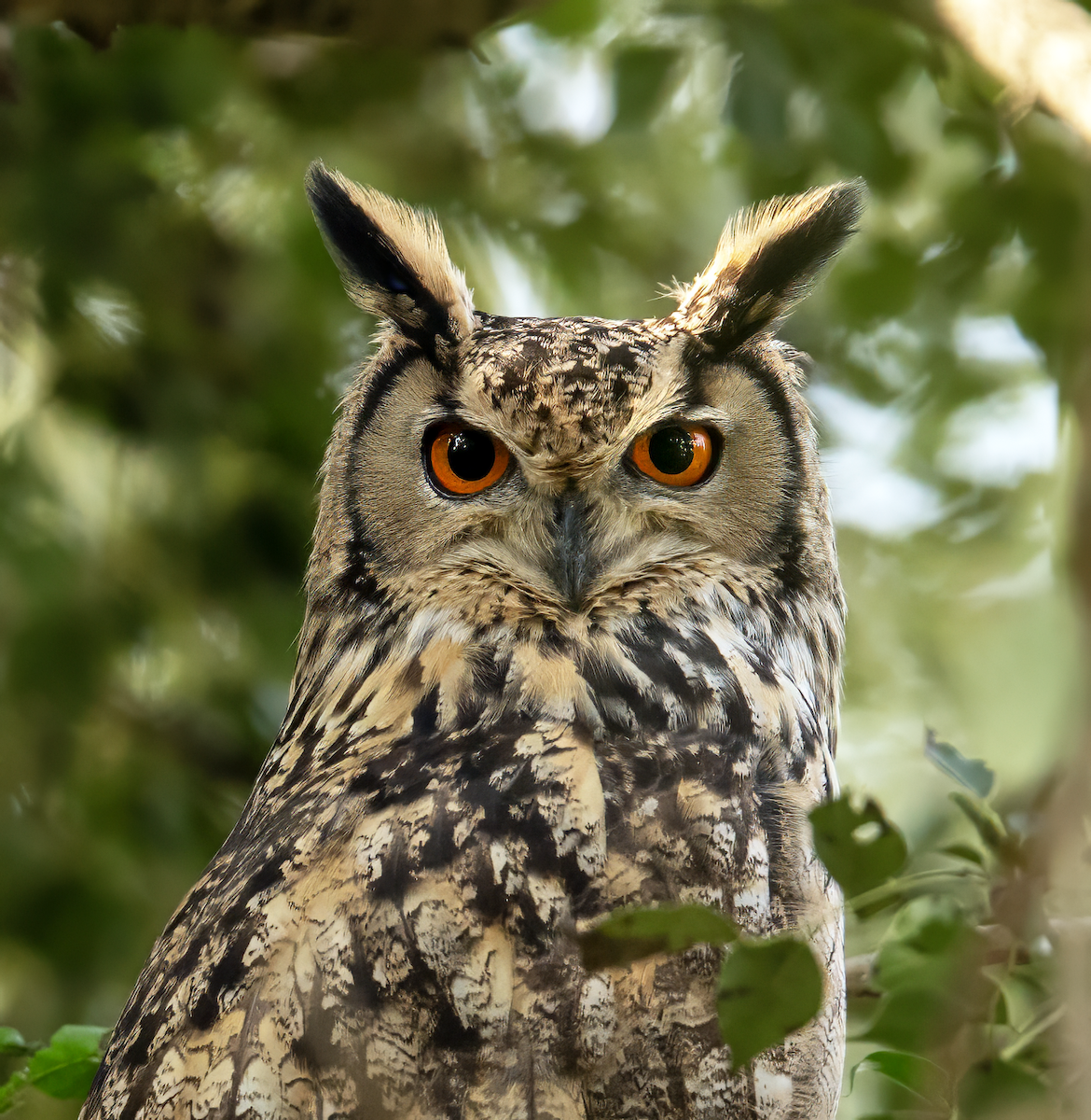 Rock Eagle-Owl - ML644530178