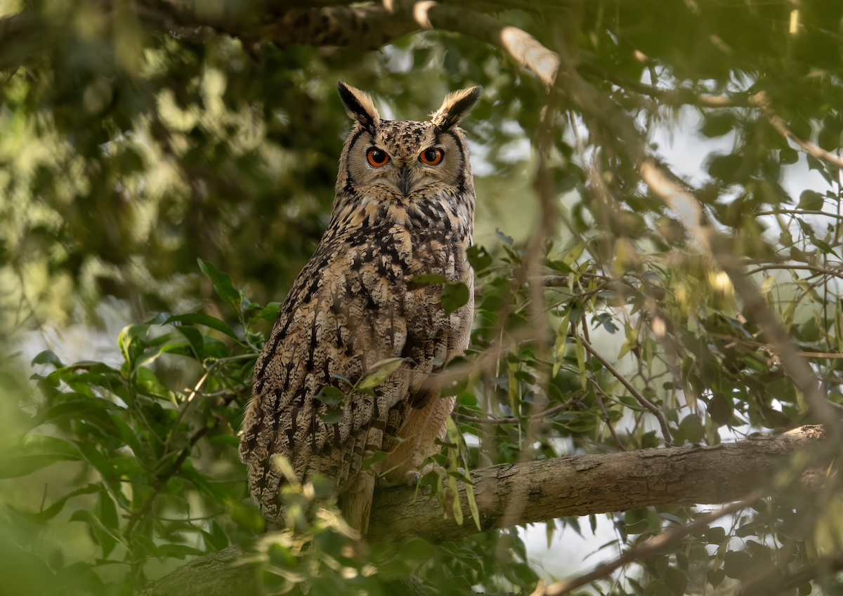 Rock Eagle-Owl - ML644530179
