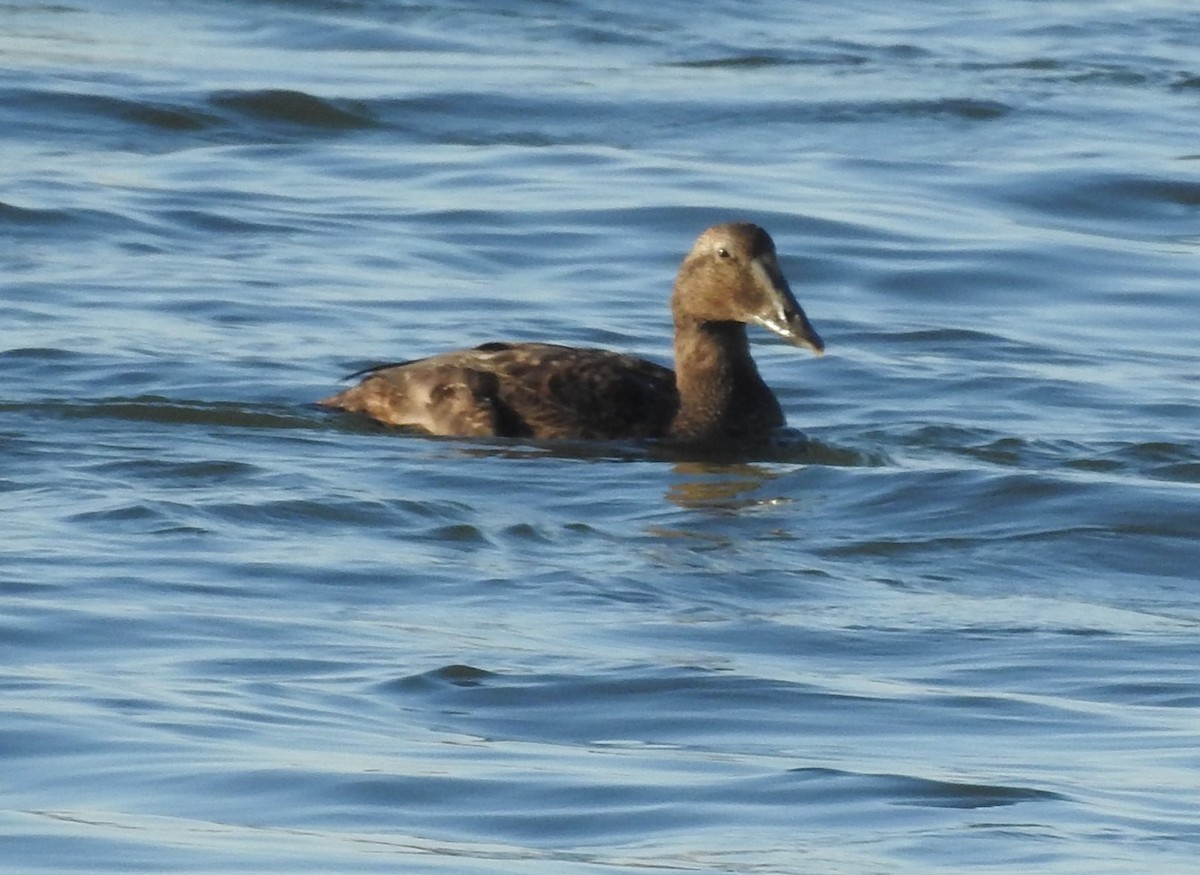 Common Eider - ML644530186