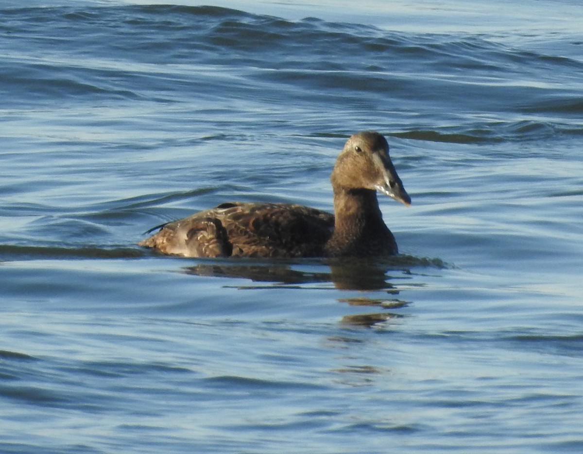 Common Eider - ML644530187