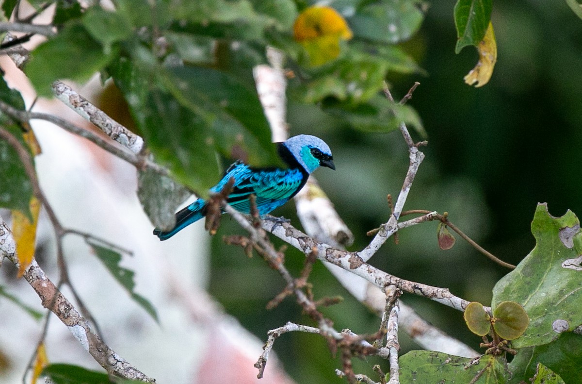 Масковая танагра - ML644530192